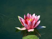 Flora and Fauna